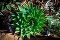 Aloe polyphylla Royalty Free Stock Photo